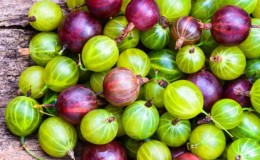 Stachelbeere ist eine Beere oder Frucht, wie sie aussieht, wo sie wächst und wie sie anders heißt