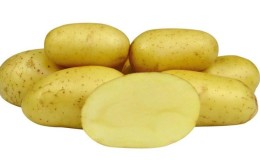 Early ripe table potato variety 