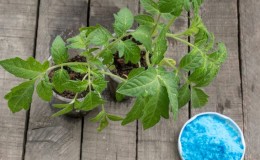 How to properly apply copper sulfate from late blight on tomatoes: step-by-step instructions and useful recommendations