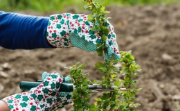 Snoeien van kruisbessen: doelen, timing, technologie