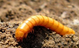 Effective pest control: how to get rid of a wireworm in a potato patch