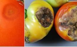 Mengapa anthracnose tomato sangat mengerikan: kita mengkaji penyakit ini dan melawannya dengan berkesan