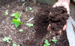 How to prepare the soil for tomatoes in the greenhouse for maximum fruiting