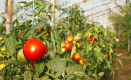 Eine reiche Ernte auch in kalten Regionen: Tomate 