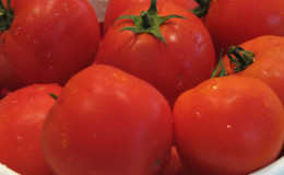 We get a high yield with minimal costs and risks, growing a tomato 