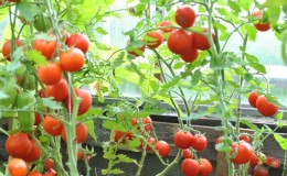 Merkmale des Anbaus von Tomaten Sanka