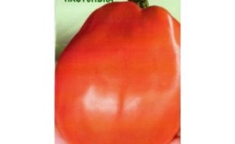 A variety that is equally good for a greenhouse and for open ground - the Nastenka tomato and the method of its cultivation