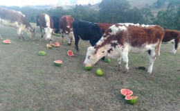 Was ist eine Futterwassermelone, wer wird gefüttert und wie unterscheidet sie sich vom Üblichen?