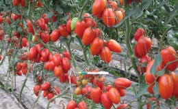 Wij telen zelfstandig een rijke oogst Kolibri-tomaten voor salades, sappen en conservering