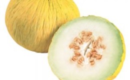 Was ist gut an der Kassaba-Melone, wie man sie auswählt und anbaut