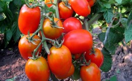 We get the maximum yield with the minimum expenditure of energy - tomato 