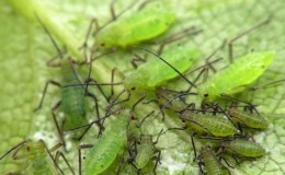 Wie man mit Melonenblattläusen auf Gurken so schnell und effizient wie möglich umgeht