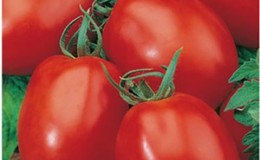 How to care for the Palenka hybrid tomato for a better harvest