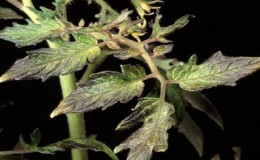 Purple spots appeared on tomato leaves: why this could happen and how to save your tomato crop