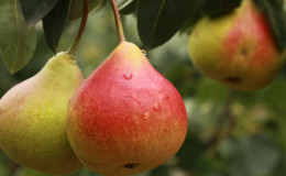 De beste zelfvruchtbare perenrassen: teeltkenmerken