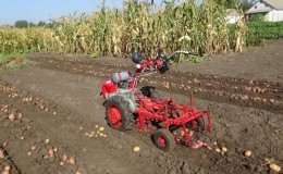 Wie man Kartoffeln mit einem handgeführten Traktor gräbt