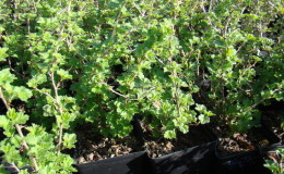 Anleitung zum Anpflanzen von Stachelbeeren im Herbst und zur weiteren Pflege