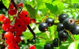 Fruchtfolge-Regeln für den Anbau von Beeren: Ist es möglich, schwarze und rote Johannisbeeren in der Nähe zu pflanzen?