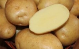 Unpretentious, mid-late variety of Nikulinsky potatoes