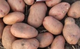 Mid-season potato variety 