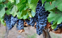 Poznato vino iz vinove loze Malbec