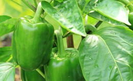 Why pepper does not turn red in the greenhouse: find out the reason and accelerate ripening