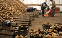 Bir sebze deposunda patates depolamanın nüansları: hasat için en uygun koşulların nasıl yaratılacağı