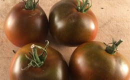 An unpretentious variety with an unusual color and unique taste - the Black Prince tomato and the peculiarities of its cultivation