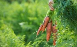 Cara menentukan kapan menyimpan wortel dari kebun