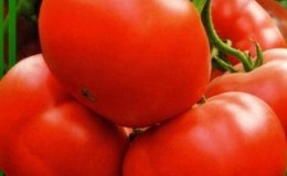 Large-fruited and early ripe hybrid for universal use - tomato 