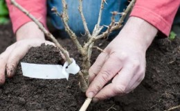 Kruisbessen planten en verzorgen in het open veld in het voorjaar