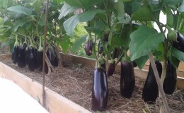 De subtiliteiten van de zorg voor de auberginesoort 