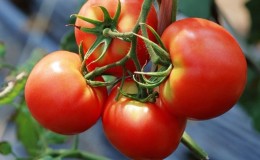 Een nieuwe hybride met krachtige struiken en een overvloed aan tomaten - tomaat 