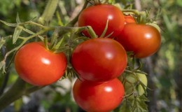 An early rich harvest to the delight of every summer resident - tomato 