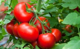 Die von vielen Sommerbewohnern bewährte und beliebte Tomate 