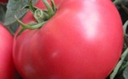 Sweet, large and very fragrant Pandarosa tomatoes - garden decoration