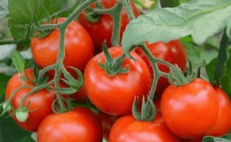 A good choice even for novice gardeners is the Mashenka tomato and the secrets of growing it to get a rich harvest