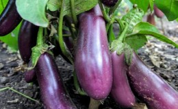 Unprätentiöse Robin Hood Aubergine - Ideal für Anfänger