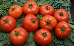 Should I plant the Red Arrow F1 hybrid tomato: characteristics that may influence your choice