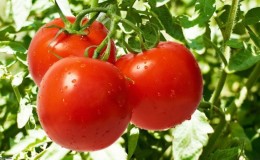 An early ripe hybrid with an exceptional taste - tomato 