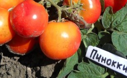 Bright beads on the bushes - a miniature tomato 