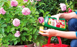 Wie und was man Rosen im Juli für üppige Blüte füttert