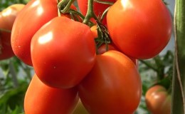 A delicious hybrid for true gourmets - the Velikosvetskiy tomato: we get to know the species and try to grow it