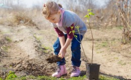 Guide du débutant pour planter des amandes à l'automne