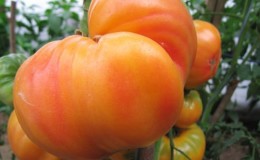 Large-fruited variety, from which summer residents are delighted - tomato 