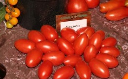 High and long-lasting yield with proper care - Khokhloma tomato and the secrets of its cultivation