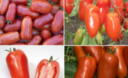 Unusual tomato with juicy pulp and excellent taste - 