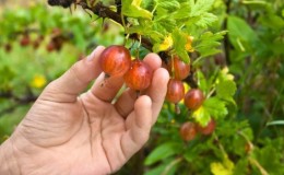 Wenn Stachelbeeren reifen und wie man ihre Reife bestimmt