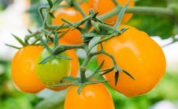 Ungewöhnliches Aussehen und unglaublich leckere Tomate 