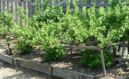 Waar is de beste plek om kruisbessen in de tuin te planten?